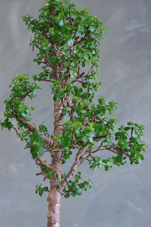 Elegant bonsai tree in a ceramic pot with sculptural form and lush green foliage, available for delivery in Ottawa.