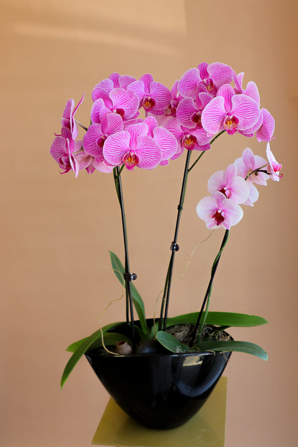 Elegant Orchid Arrangement in a Pot