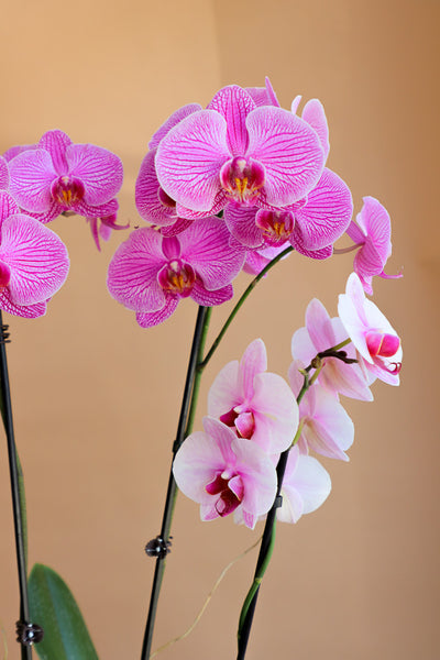 Elegant Orchid Arrangement in a Pot