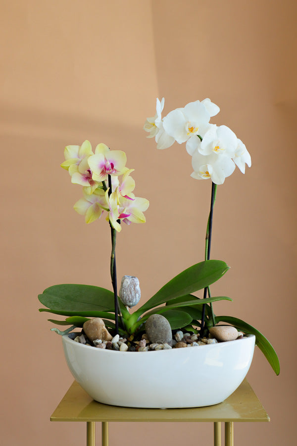 Elegant Orchid Arrangement in a Pot