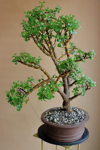 Jade Specimen