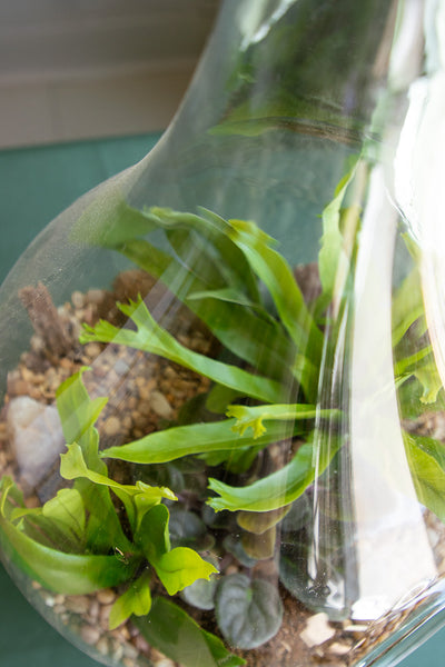 Large Terrarium - Steps Through the Desert