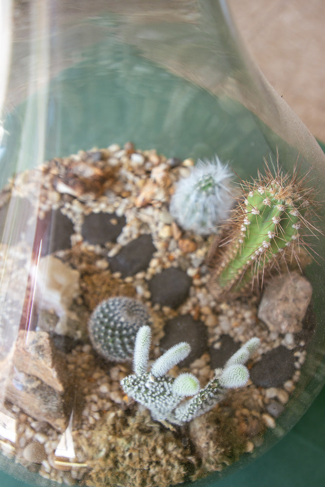 Large Terrarium - Steps Through the Desert