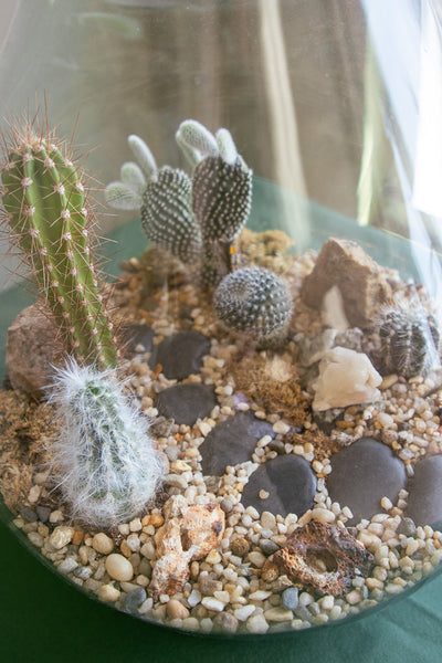 Large Terrarium - Steps Through the Desert