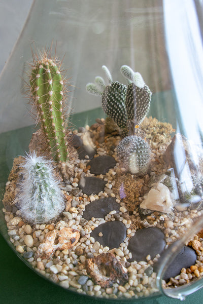 Large Terrarium - Steps Through the Desert