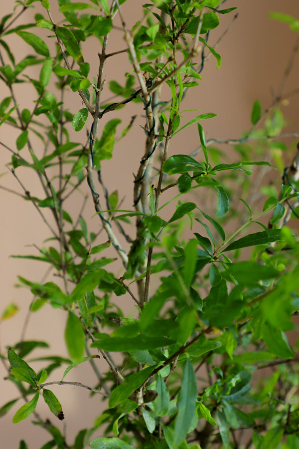 Pomegranate | Punica Granatum