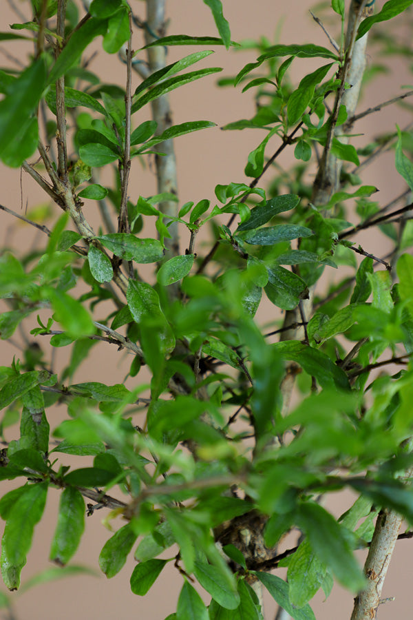 Pomegranate | Punica Granatum