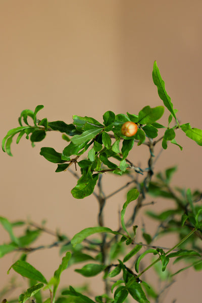 Pomegranate | Punica Granatum