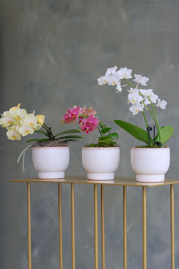 Three mini Phalaenopsis orchids in ivory ceramic pots, featuring yellow, pink, and white blooms arranged side by side on a gold stand.