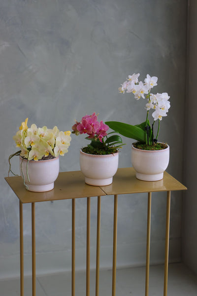 Three mini Phalaenopsis orchids in ivory ceramic pots, featuring yellow, pink, and white blooms arranged side by side on a gold stand.