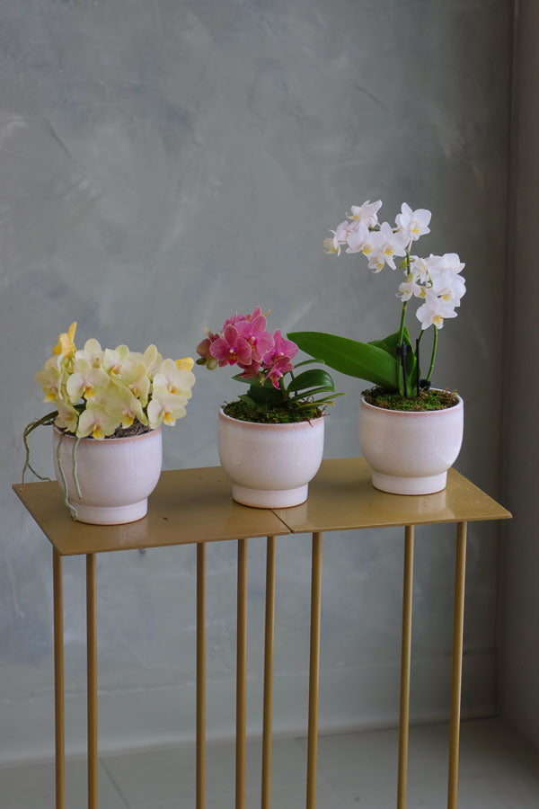 Three mini Phalaenopsis orchids in ivory ceramic pots, featuring yellow, pink, and white blooms arranged side by side on a gold stand.