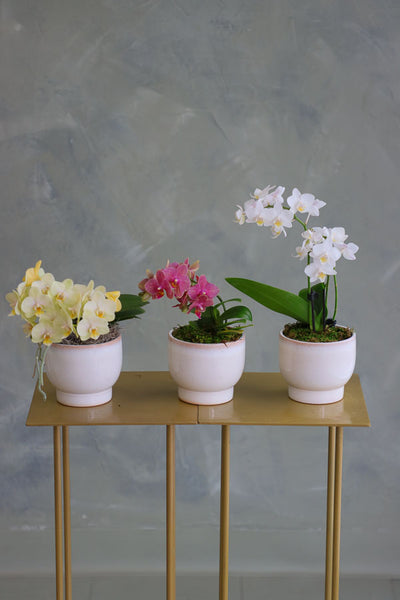 Three mini Phalaenopsis orchids in ivory ceramic pots, featuring yellow, pink, and white blooms arranged side by side on a gold stand.