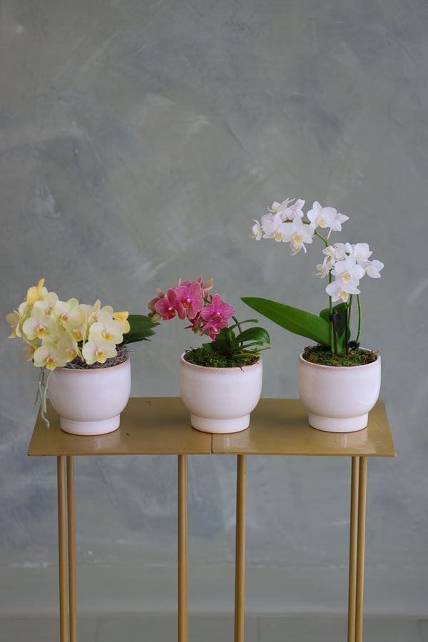 Three mini Phalaenopsis orchids in ivory ceramic pots, featuring yellow, pink, and white blooms arranged side by side on a gold stand.