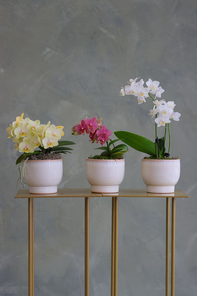 Three mini Phalaenopsis orchids in ivory ceramic pots, featuring yellow, pink, and white blooms arranged side by side on a gold stand.