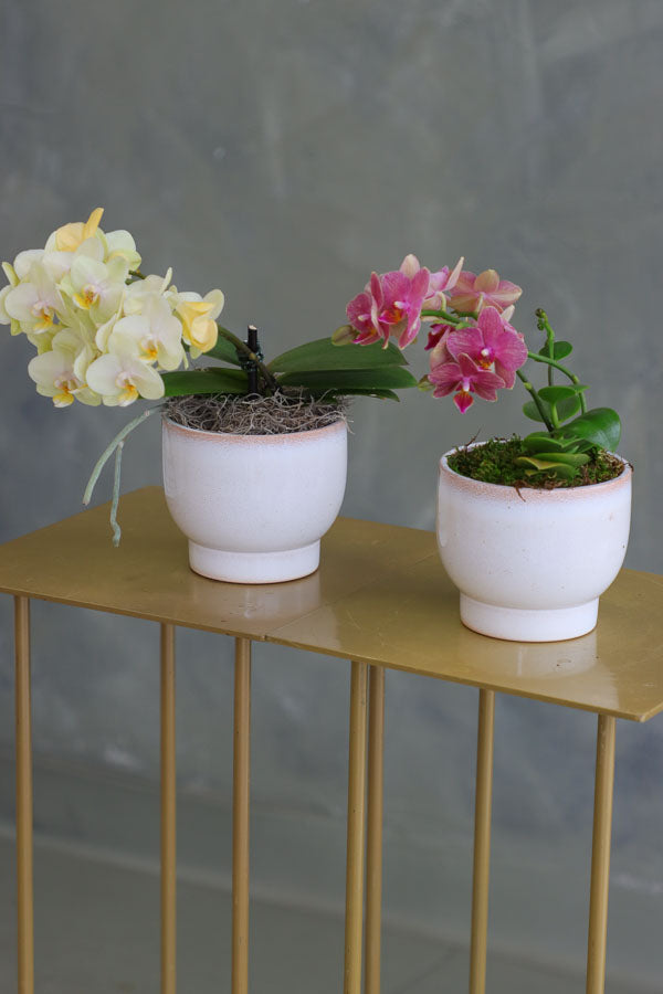 Pair of mini Phalaenopsis orchids in soft ivory ceramic pots, one in pale yellow and one in magenta pink, displayed side by side.

