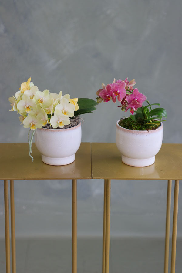 Pair of mini Phalaenopsis orchids in soft ivory ceramic pots, one in pale yellow and one in magenta pink, displayed side by side.

