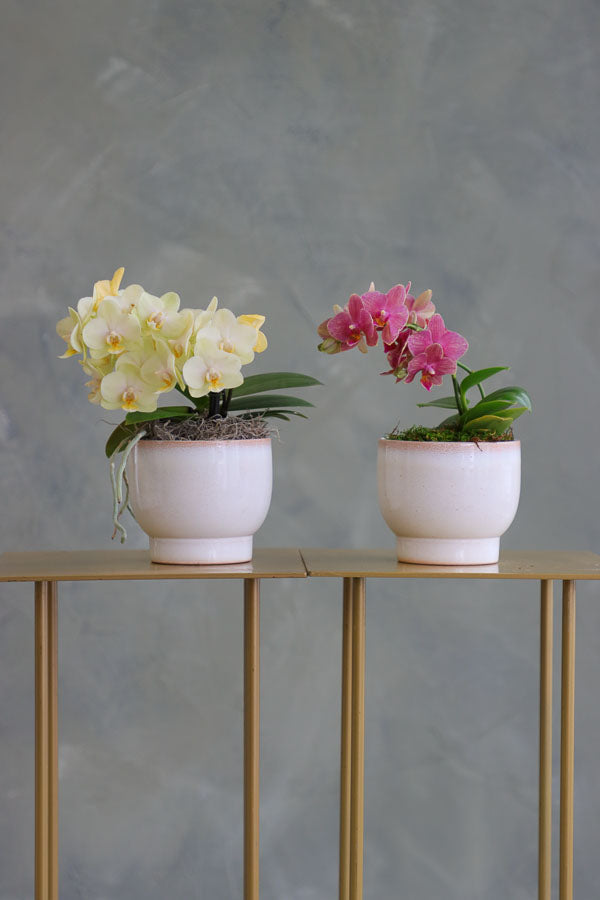 Pair of mini Phalaenopsis orchids in soft ivory ceramic pots, one in pale yellow and one in magenta pink, displayed side by side.

