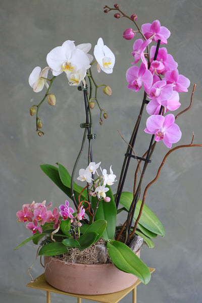 Orchid Dreamscape