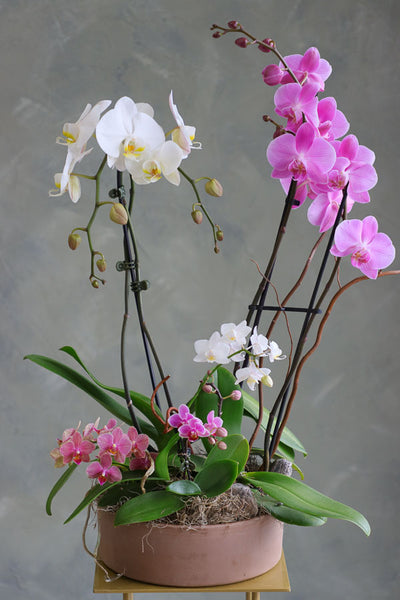 Orchid Dreamscape