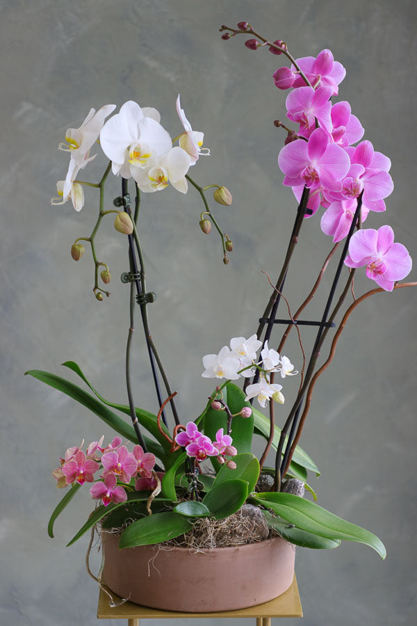 Orchid Dreamscape