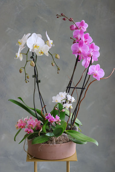 Orchid Dreamscape