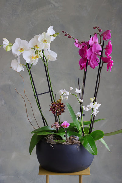 Orchid Dreamscape