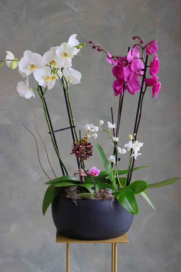 Orchid Dreamscape