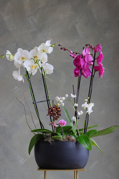 Orchid Dreamscape