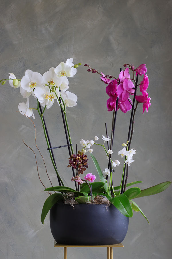 Orchid Dreamscape