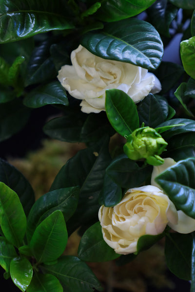 Fragrant white gardenia plant in a glossy white ceramic pot with green leaves and multiple buds