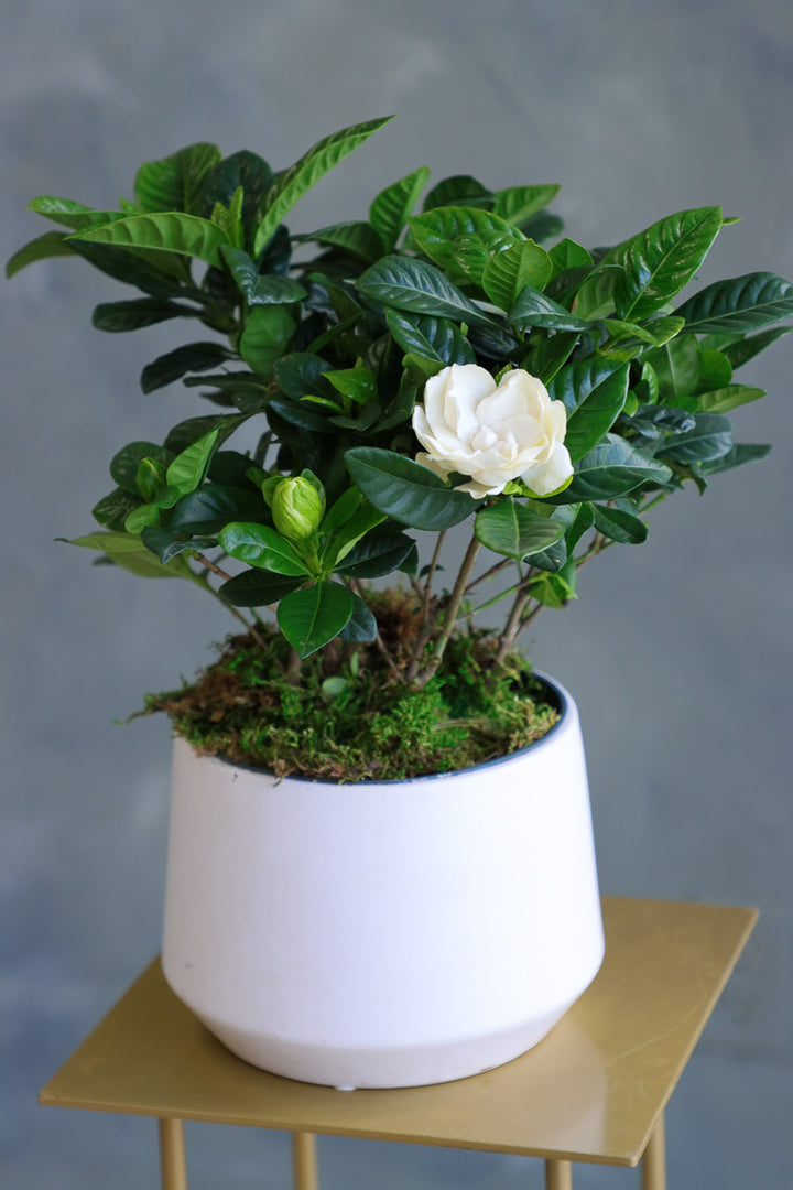 Fragrant white gardenia plant in a glossy white ceramic pot with green leaves and multiple buds