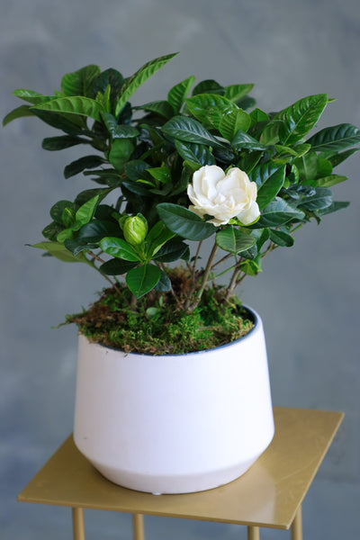 Fragrant white gardenia plant in a glossy white ceramic pot with green leaves and multiple buds