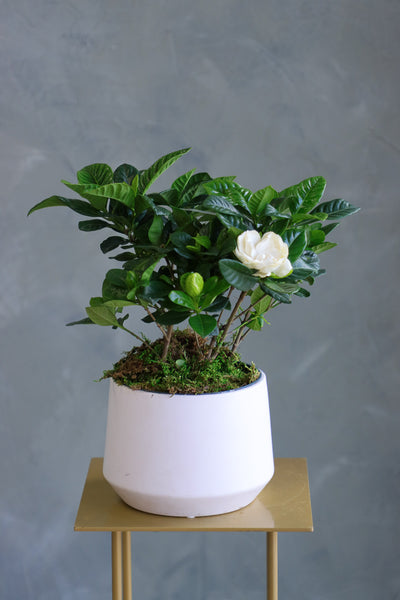 Fragrant white gardenia plant in a glossy white ceramic pot with green leaves and multiple buds