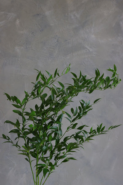 Fresh stems of Italian Ruscus greenery with long trailing leaves, ideal for wedding bouquets and floral arrangements