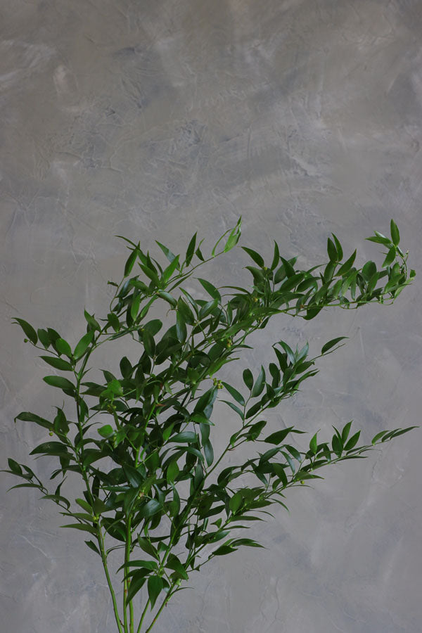 Fresh stems of Italian Ruscus greenery with long trailing leaves, ideal for wedding bouquets and floral arrangements
