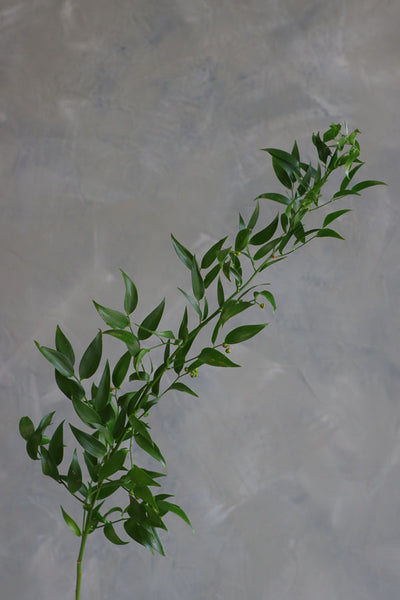 Fresh stems of Italian Ruscus greenery with long trailing leaves, ideal for wedding bouquets and floral arrangements