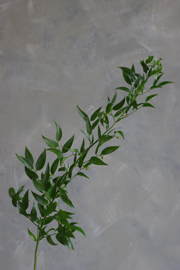 Fresh stems of Italian Ruscus greenery with long trailing leaves, ideal for wedding bouquets and floral arrangements