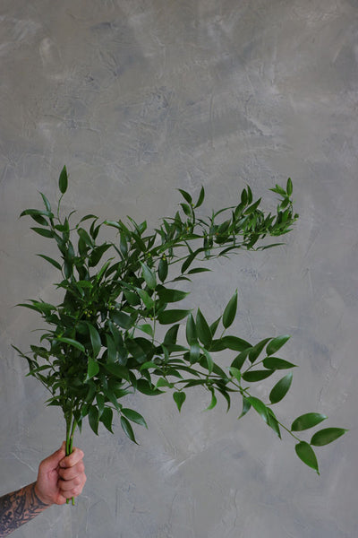 Fresh stems of Italian Ruscus greenery with long trailing leaves, ideal for wedding bouquets and floral arrangements