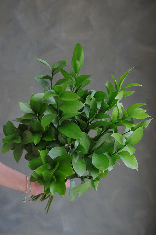 Hand holding a fresh bunch of Israeli Ruscus greenery with vibrant green leaves, ideal for floral arrangements
