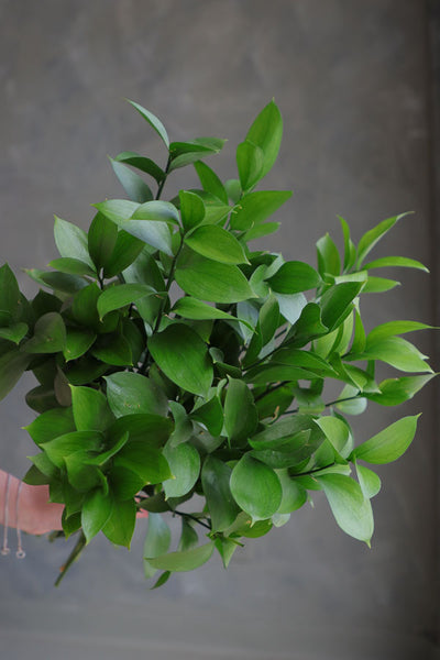 Hand holding a fresh bunch of Israeli Ruscus greenery with vibrant green leaves, ideal for floral arrangements