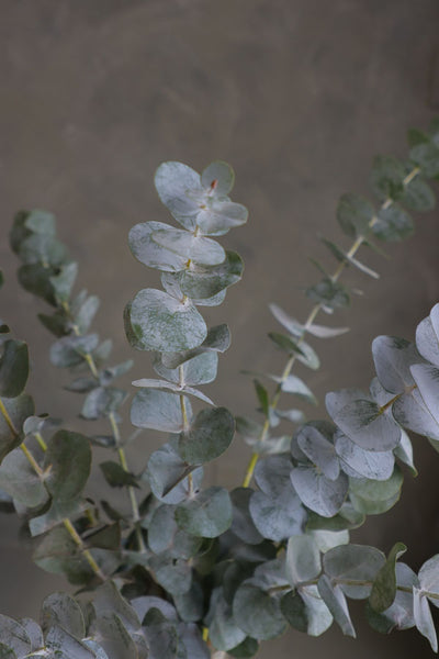 Bunch of fresh eucalyptus with silver-green round leaves, ideal for floral arrangements and aromatic home styling