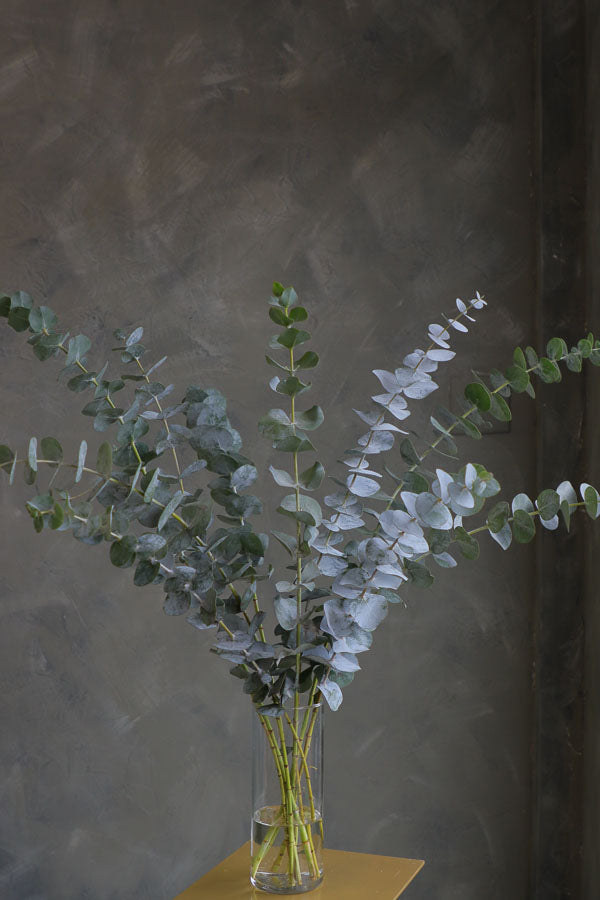 a bunch of fresh eucalyptus with silver-green round leaves, ideal for floral arrangements and aromatic home styling