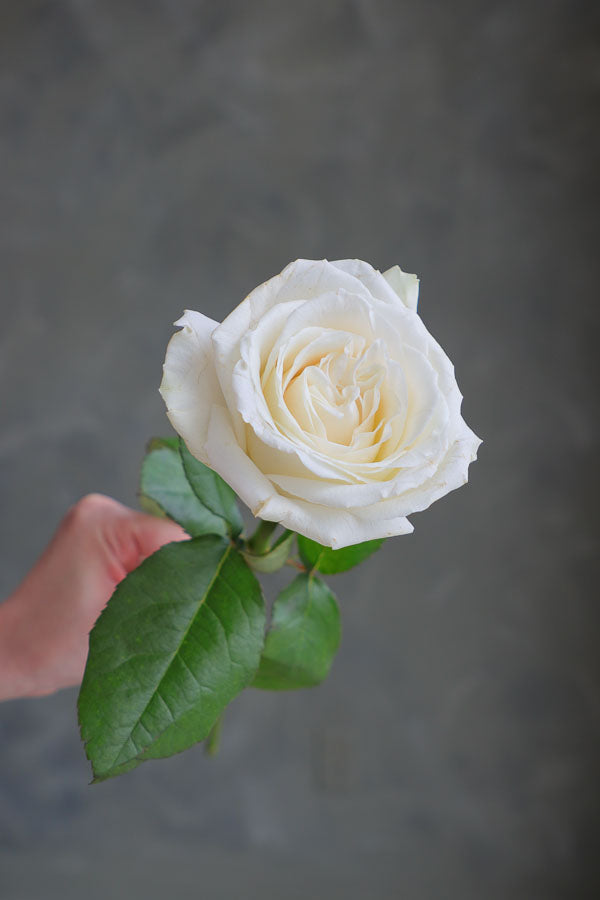 Hand holding a single fresh-cut white rose with green leaves, ideal for weddings, sympathy, and floral arrangements