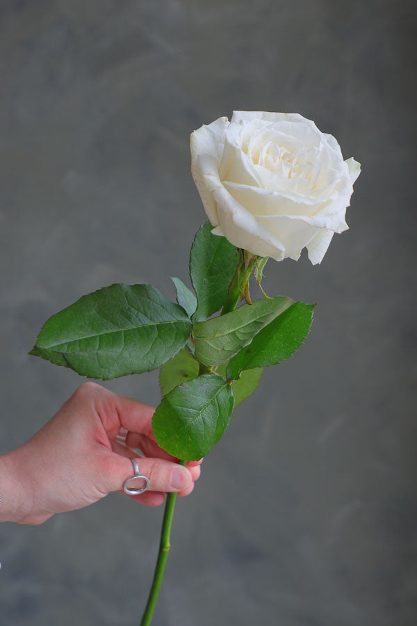 Hand holding a single fresh-cut white rose with green leaves, ideal for weddings, sympathy, and floral arrangements
