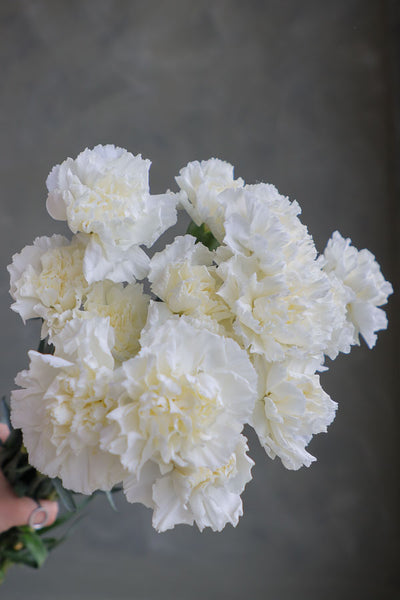Hand holding a fresh bunch of white carnations with ruffled petals, ideal for long-lasting floral arrangements