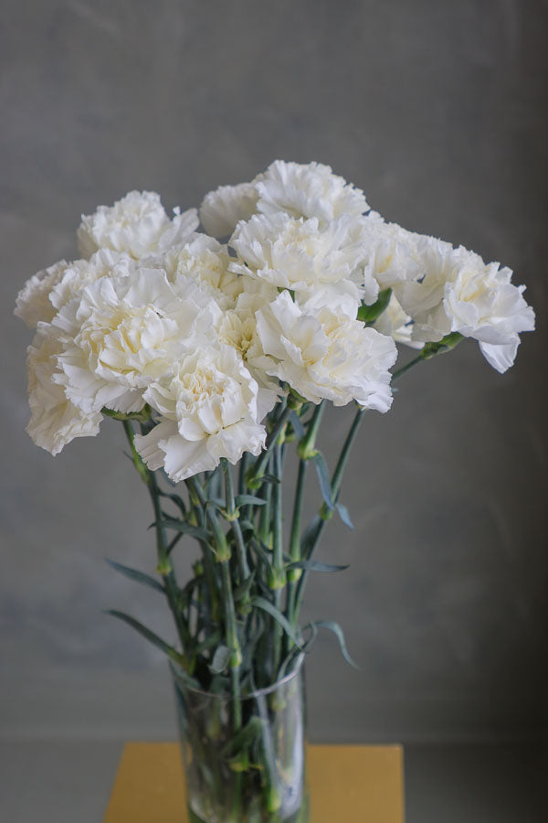 Hand holding a fresh bunch of white carnations with ruffled petals, ideal for long-lasting floral arrangements