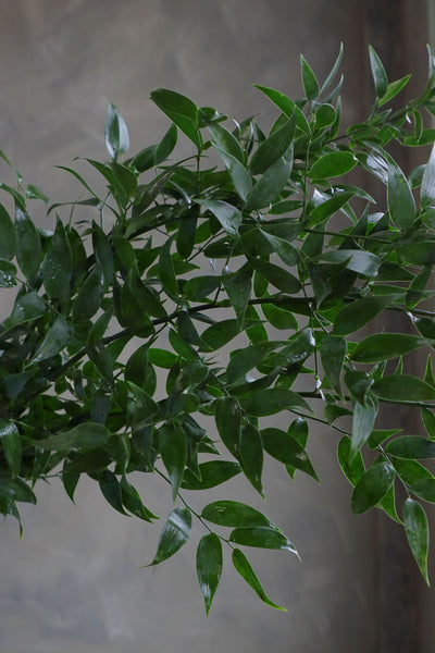 Fresh stems of Italian Ruscus greenery with long trailing leaves, ideal for wedding bouquets and floral arrangements