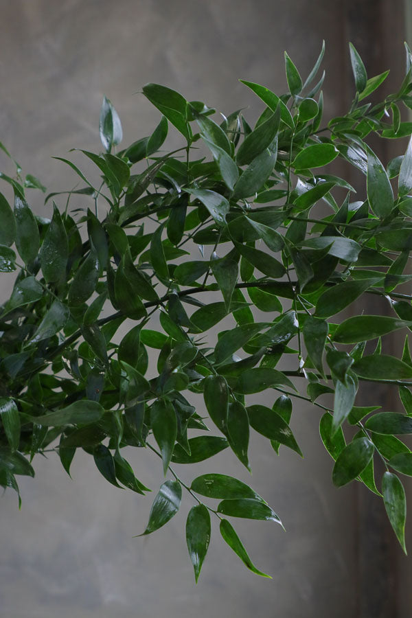 Fresh stems of Italian Ruscus greenery with long trailing leaves, ideal for wedding bouquets and floral arrangements