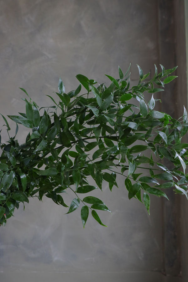 Fresh stems of Italian Ruscus greenery with long trailing leaves, ideal for wedding bouquets and floral arrangements
