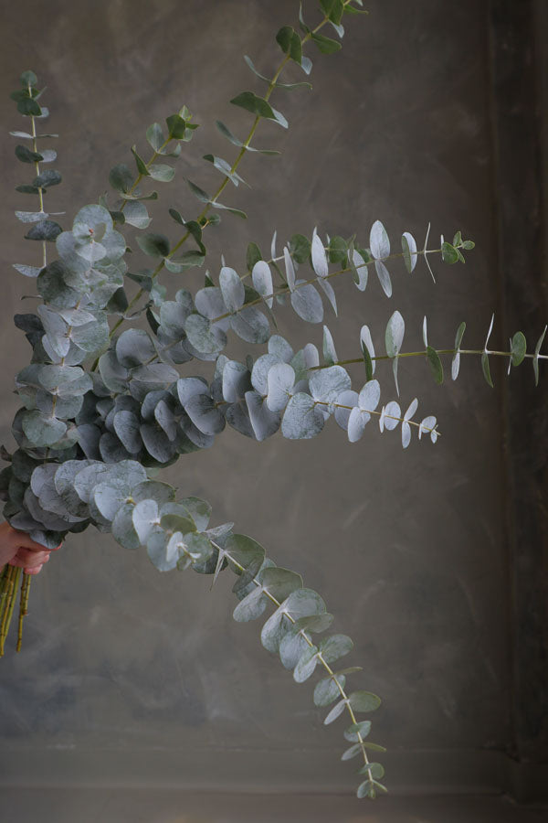 Bunch of fresh eucalyptus with silver-green round leaves, ideal for floral arrangements and aromatic home styling